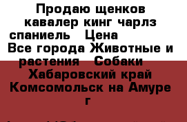 Продаю щенков кавалер кинг чарлз спаниель › Цена ­ 40 000 - Все города Животные и растения » Собаки   . Хабаровский край,Комсомольск-на-Амуре г.